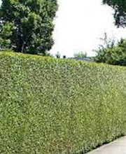 Mahrer Gartenbau GmbH Bild 6