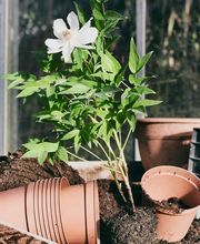 Rusterholz Pflanzencenter AG Bild 3