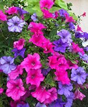 Boulanger Fleurs Claeyman Catherine image 9