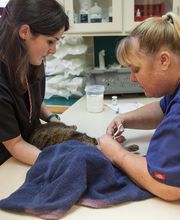 Sangaree Animal Hospital image 7