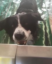 Pfötchen - Tierphysio Bild 3