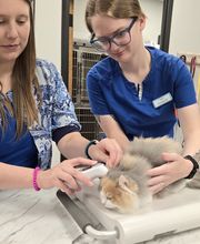 River Oak Vet image 14