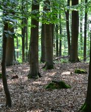 Die Bestattungsbäume im FriedWald Neuwied-Monrepos sind gut gebgehbar.