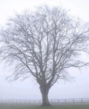 Garden Performance Bild 4