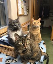 Belle Plaine Animal Hospital image 18