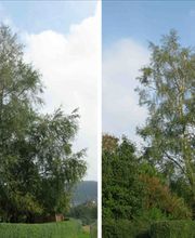 Baumpflege Lachmann Bild 4