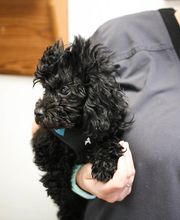 Borash Veterinary Clinic image 7