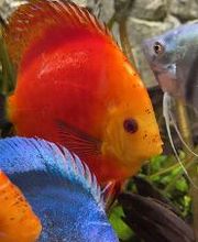 Aqua-Matrix Corals GmbH Bild 10