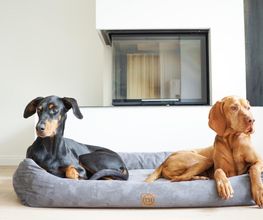 Bettenhaus Traumhund® Bild 4
