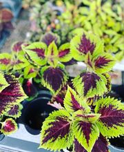 Laurie's Naturescapes image 15