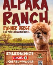 Alpaka Ranch Ruhner Berge Bild 2