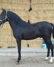 Centro Ecuestre Miguel Benítez-Cano imagen 6