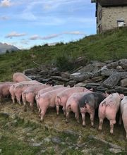 AZIENDA AGRICOLA ARCIONI LUIGI Bild 8