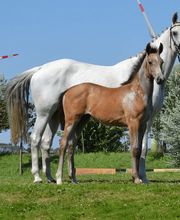 Otto-Hermann Thiede Bild 2