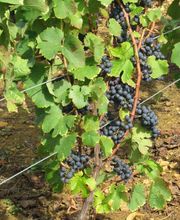 Caveau De Bacchus image 12