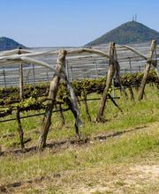 Gallery Professionale