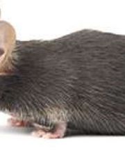 Lloyd Pest & Termite Control image 3