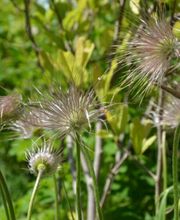 Schär & Stalder Gartenbau GmbH Bild 5