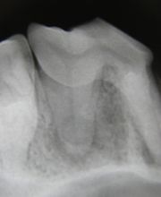 Cabinet vétérinaire Les Berges du Rhône SA Bild 7