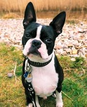 Hundezentrum Lapki Bild 4