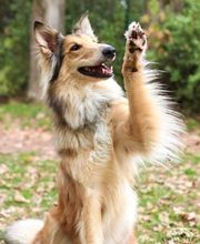 Dog College Franken Bild 2