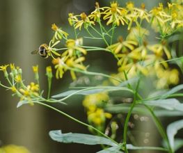 Im FriedWald übernimmt die Natur den Grabschmuck - im Frühling können das Blumen und Hummeln sein.