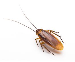 Euradik image 19