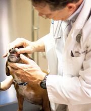 TotalBond Veterinary Hospital at Davidson image 16