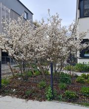 AC- Gartengestaltung Bild 10