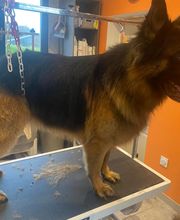 Nany'Dog Toilettage image 8