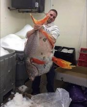 Carroll's Wildlife Taxidermy image 12