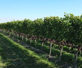 Weinhof Mößner Bild 5