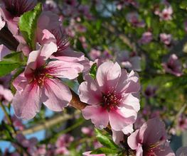 Mathis Gartenpflege und Gestaltung GmbH Bild 3