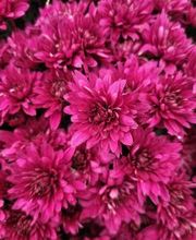 Bricomarché Orval image 14