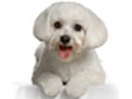 Beaute Canine