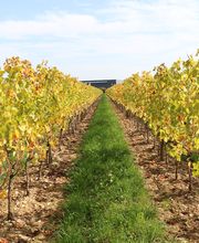 Nuiton Beaunoy image 2