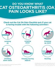 Foothills Animal Clinic image 1