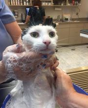 Deer Park Veterinary Hospital image 3