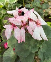 Ralf Paul Pelargonien (Para's) Bild 1