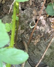 JM Schädlingsbekämpfung Bild 8