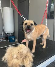 Pattes 2 Caniches image 6