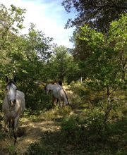 Les Ecuries D'aurabelle image 1