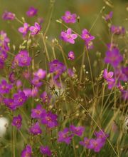 Staudenwerk GmbH Bild 6