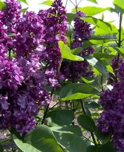 Baumschulen Eilers GbR Bild 11