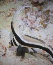 Jaguar Divers - Dive Shop in Playa del Carmen imagen 9