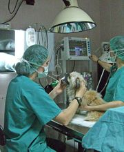 CLÍNICA VETERINARIA DEL VAL imagen 1