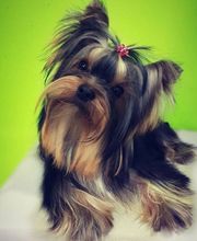 DogShine image 1