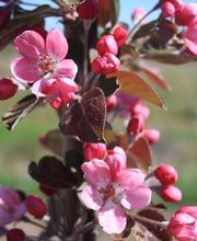 Pépinières Hortulus image 5