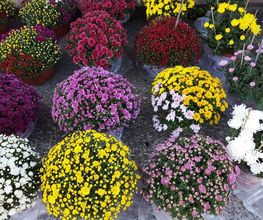Fayence Fleurs image 5