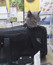 Clínica Veterinaria Huellas imagen 2